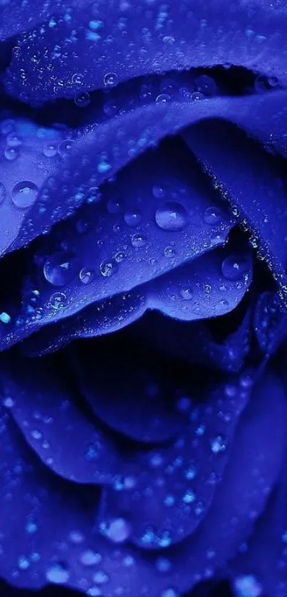 Close-up of a blue rose with dewdrops on petals, perfect for mobile wallpaper.