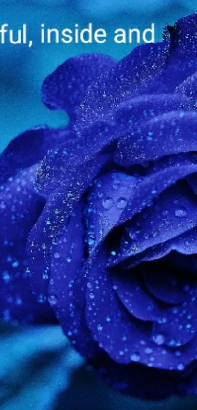 Elegant blue rose wallpaper with dew drops.