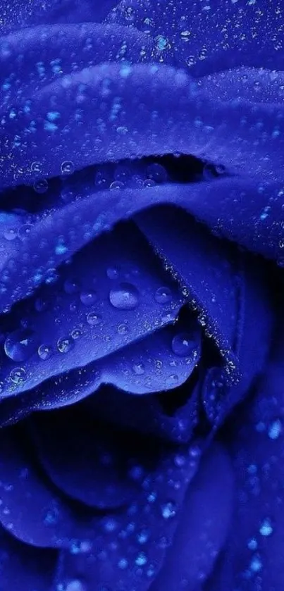 Blue rose with dewdrops mobile wallpaper.