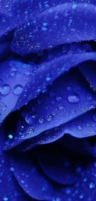 Close-up of a blue rose with water droplets, perfect for mobile wallpaper.