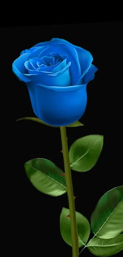 Blue rose with green leaves on a black background wallpaper.