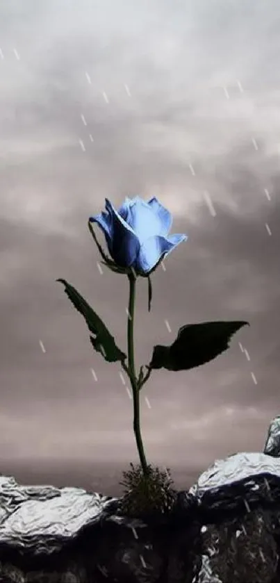 Blue rose against a serene sky