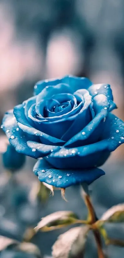 Closeup of a blue rose with water droplets.