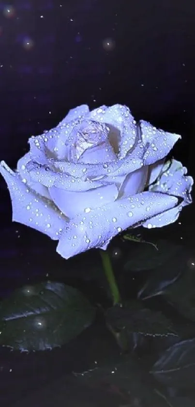 Blue rose with water droplets on dark background.