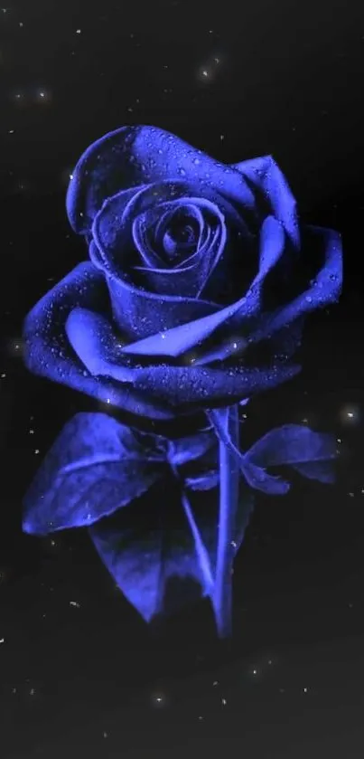 Striking blue rose on a dark background, creating a captivating phone wallpaper.