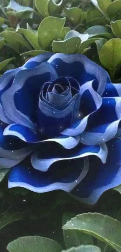 Vibrant blue rose with lush green leaves, perfect for mobile wallpaper aesthetic.