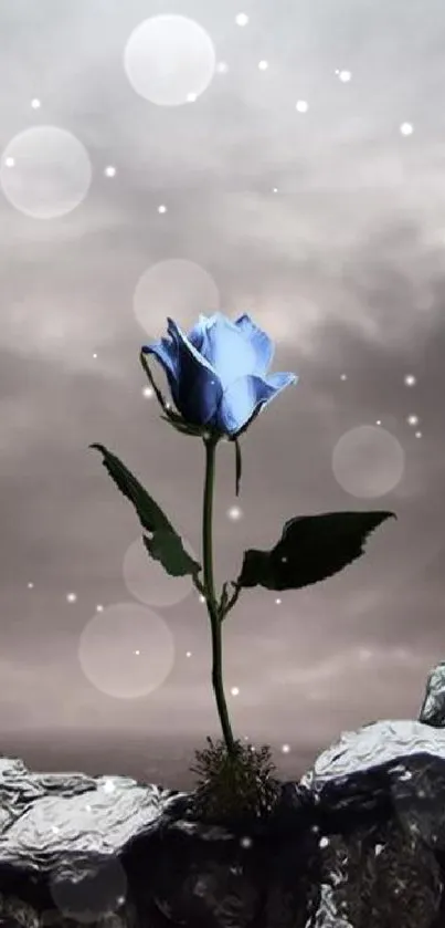 Elegant blue rose under a moody sky.