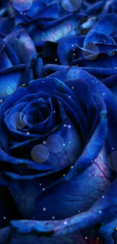 Elegant blue roses wallpaper with vibrant petals.