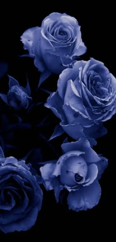 Elegant blue roses on dark background wallpaper.