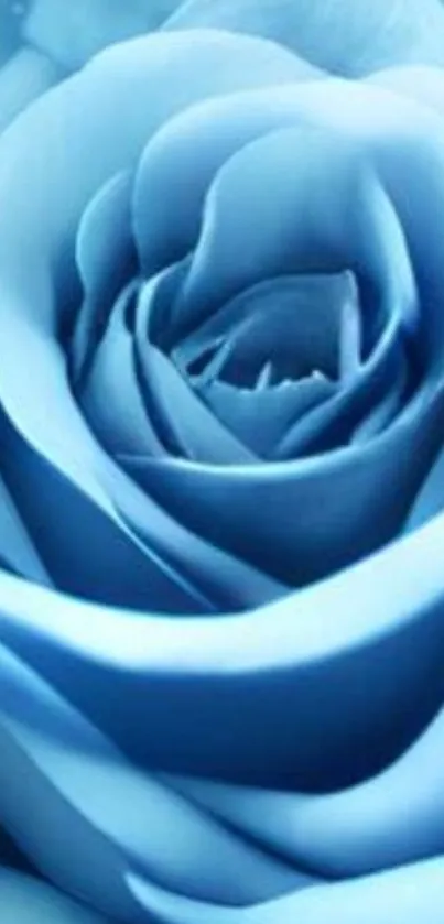 Elegant blue rose wallpaper with detailed petals.