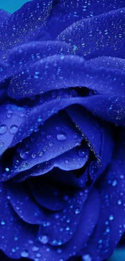 A close-up of a vibrant blue rose covered in droplets.