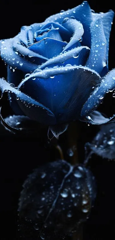 Blue rose with dewdrops on a black background.