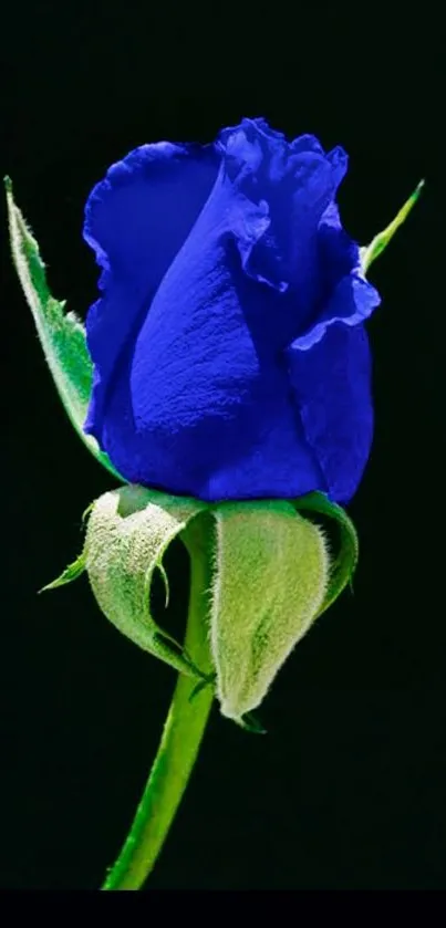 Elegant blue rose on a dark background wallpaper.