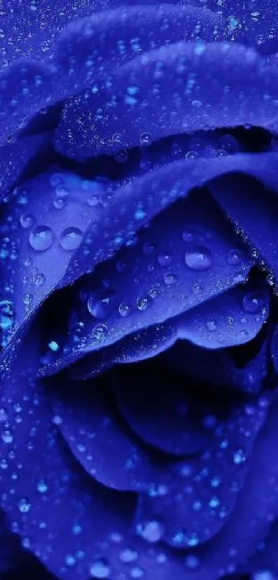 Close-up of a vibrant blue rose with delicate raindrops on its petals.