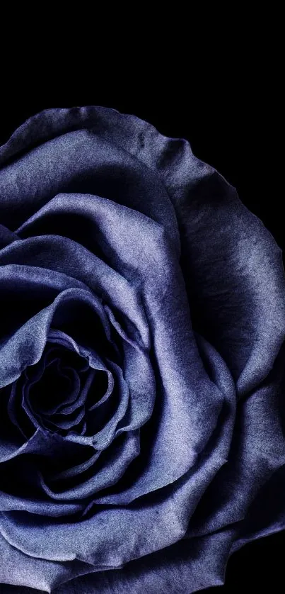 Elegant blue rose on a black background mobile wallpaper.