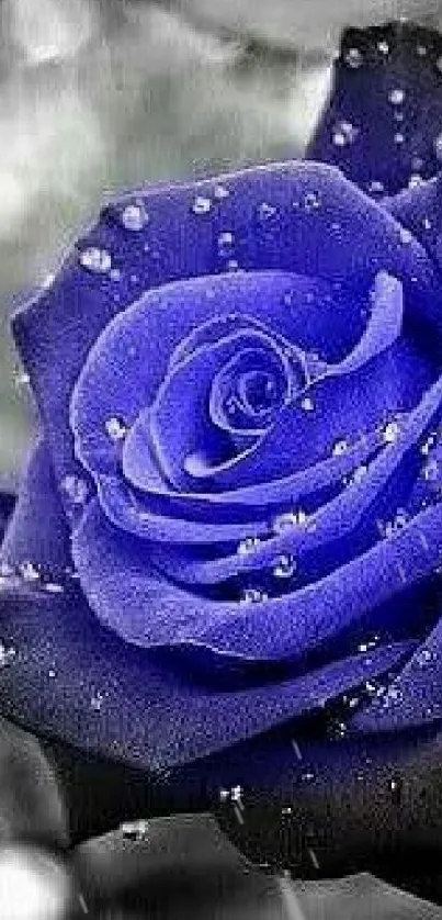 Blue rose with water droplets on grayscale background.