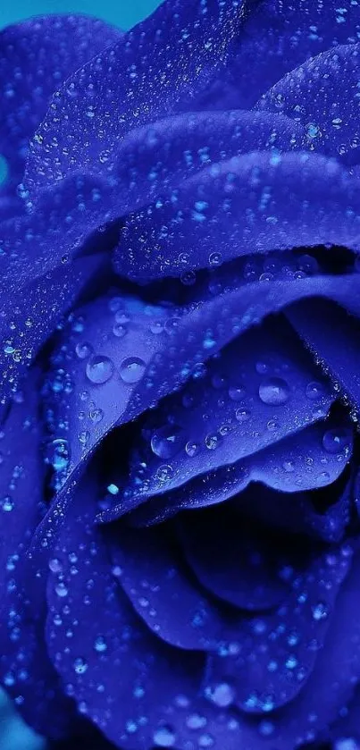 Close-up of a vibrant blue rose with dewdrops on petals.