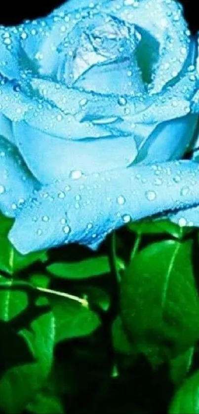 Elegant blue rose with dew drops on green leaves.