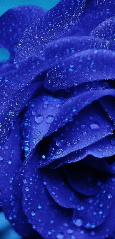 Blue rose with dew drops on petals.