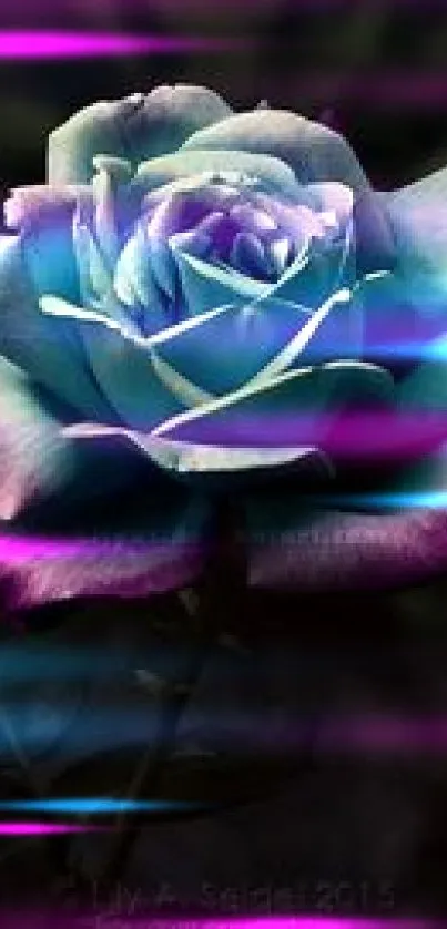 Elegant blue rose with purple edges on a dark background.