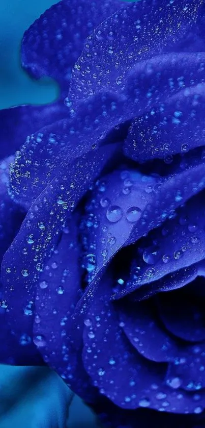 Stunning cobalt blue rose with dew drops for a vibrant mobile wallpaper.