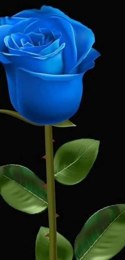 Elegant blue rose with green stem and leaves on a black background.