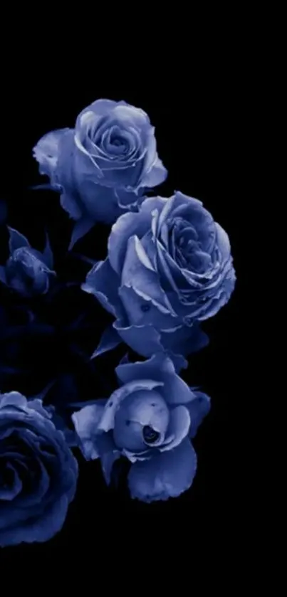 Elegant blue roses on a black background.