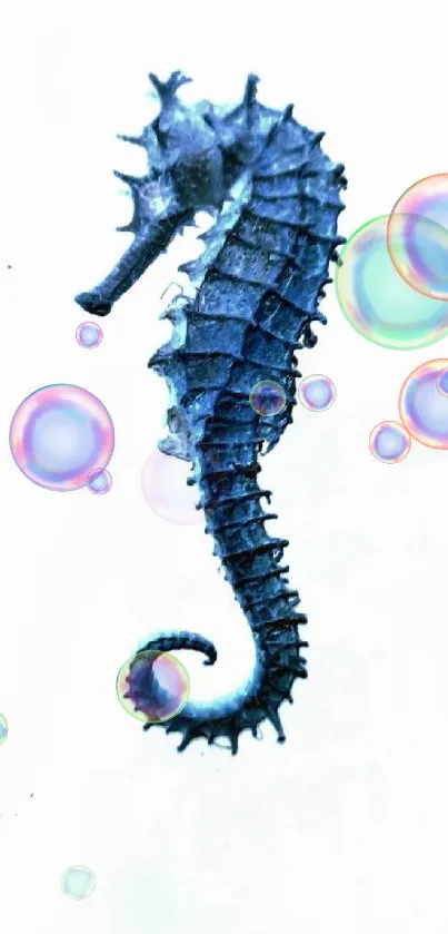 Blue seahorse on a white background wallpaper.