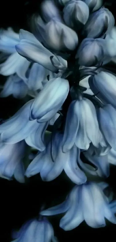 Bluebell flowers in artistic dark blue tones.