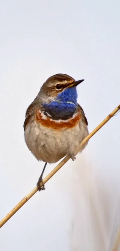 Bluethroat bird perching on a branch, displaying vibrant colors.