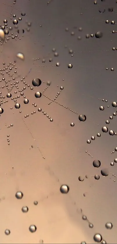 Elegant bokeh wallpaper with dew drops.