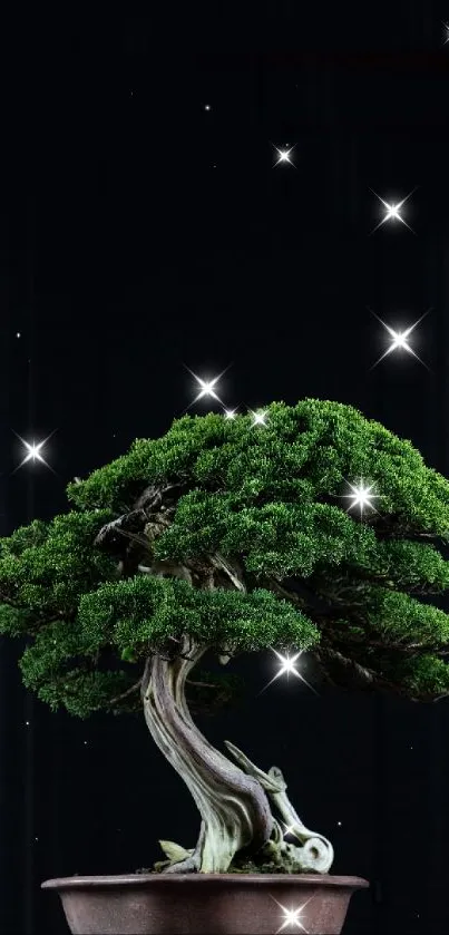 Elegant bonsai tree in a ceramic pot on dark background.