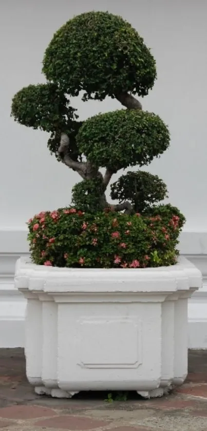 Bonsai tree in a white planter against a minimalist background.