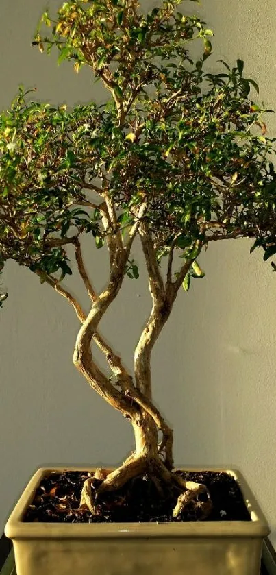 Elegant bonsai tree in a pot with green leaves and twisted trunk.