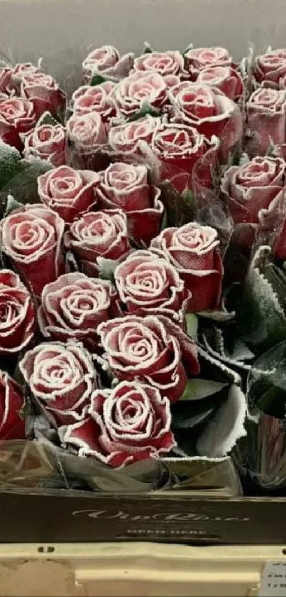 Elegant bouquet of frosted red roses in a box.