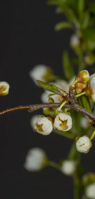 Delicate white blossoms on green branches against a dark background.