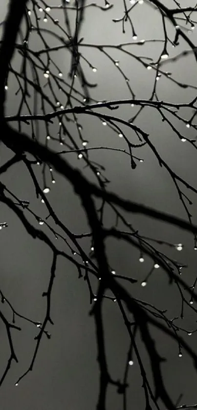 Tree branches with dew drops against a dark background.