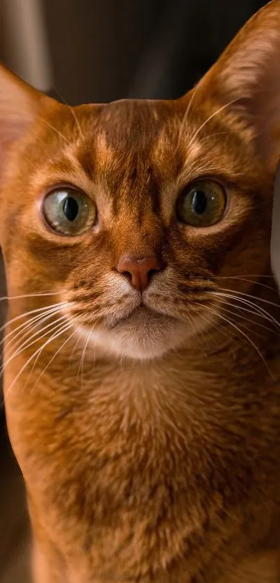 Brown cat with green eyes staring directly at the camera.