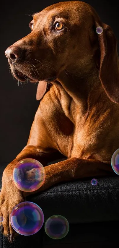 Portrait of a brown dog on a stool against a dark background.