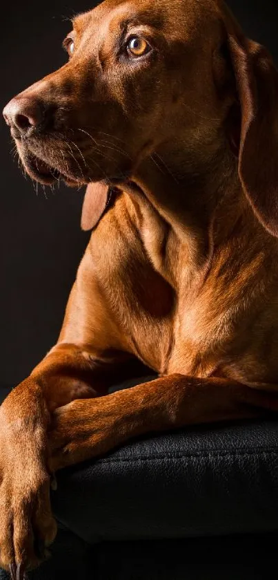 Regal brown dog against a dark background.