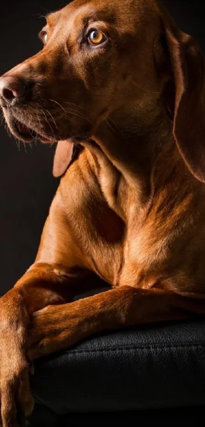 Elegant brown dog posing against a dark backdrop.