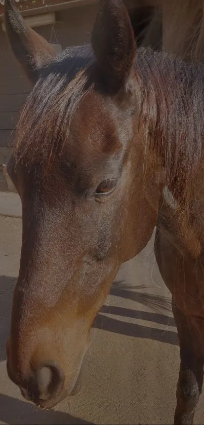 Elegant brown horse mobile wallpaper.