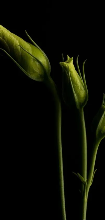 Green buds on black background with elegant minimalist design.