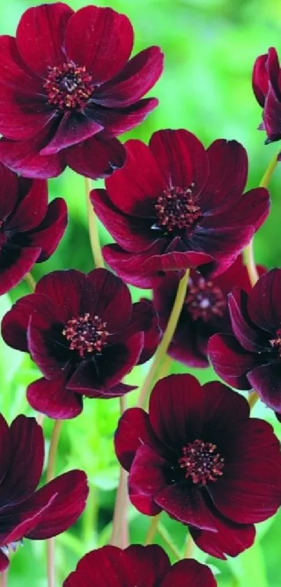 Burgundy flowers with green background in elegant wallpaper.