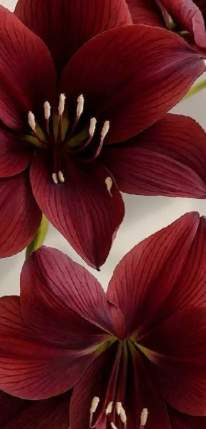 Burgundy lily blossoms on white background