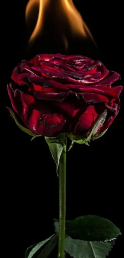 Burning red rose on a black background.