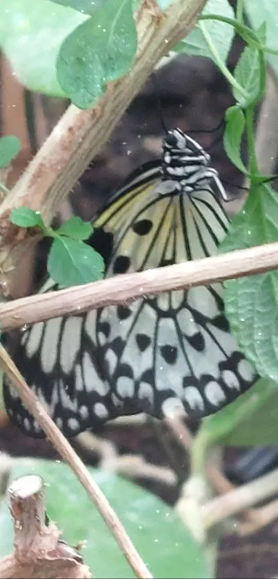 Black and white butterfly resting among green leaves.