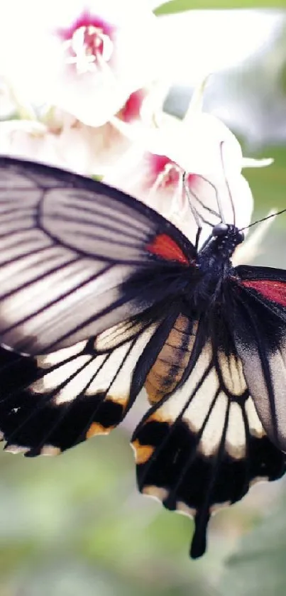 Butterfly resting on white blossoms with green leaves.