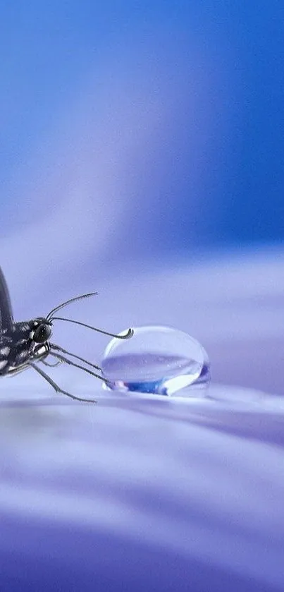 A delicate butterfly on a flower petal with a clear dew drop against a blue backdrop.