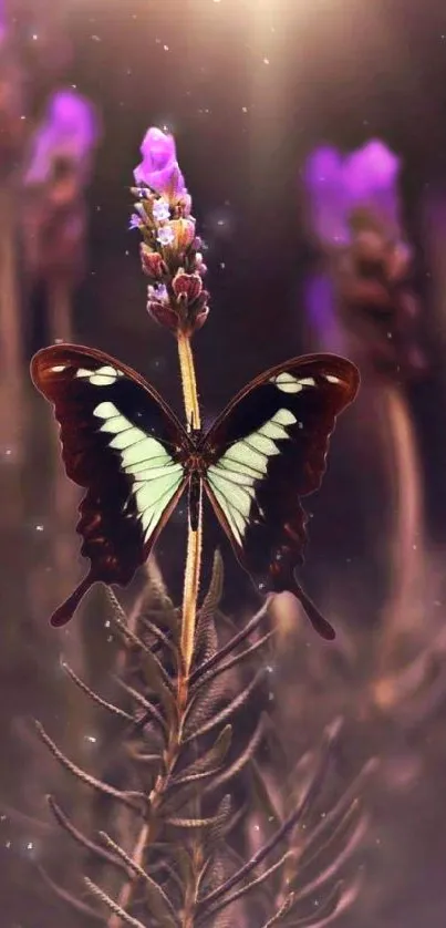 A butterfly on lavender in a soft-toned nature scene.